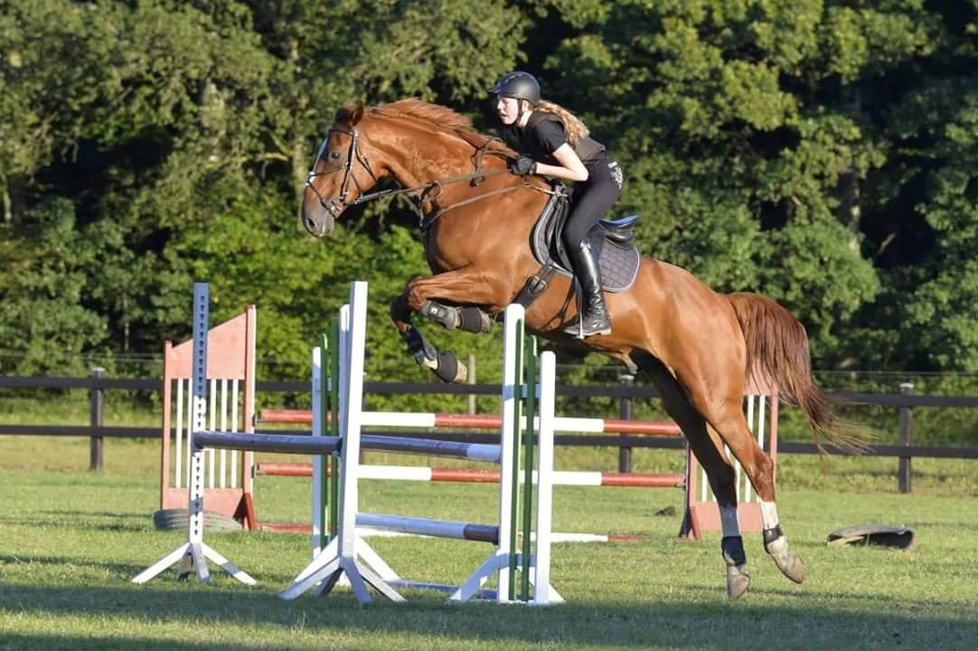 Anden særlig race Ørnemosegårds Ecco * Tiligere hest* billede 10