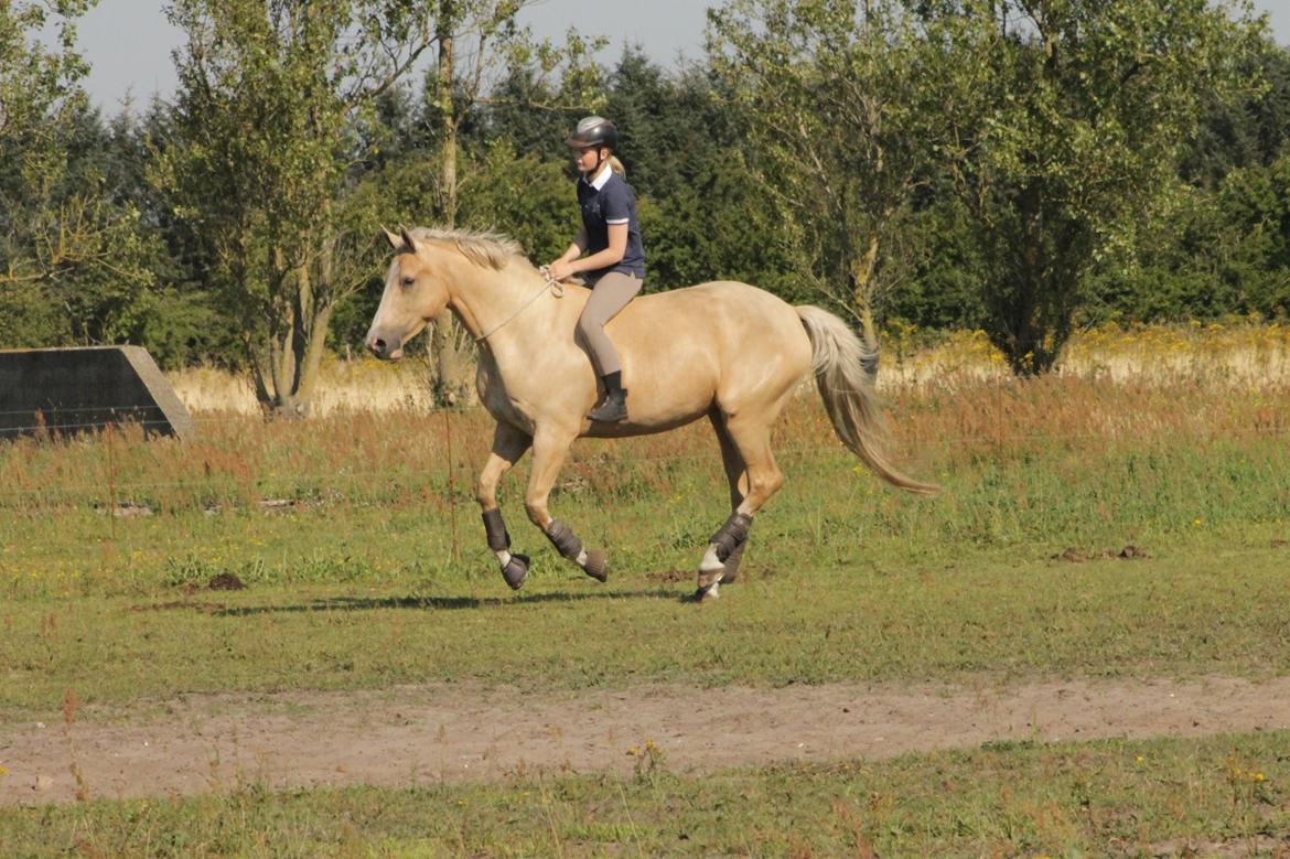 Anden særlig race Roosgårdens Chanta Lou billede 14