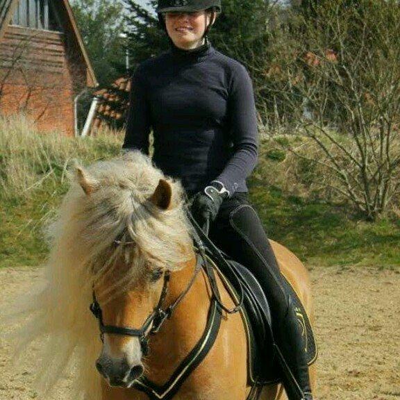Haflinger Aurel II billede 2