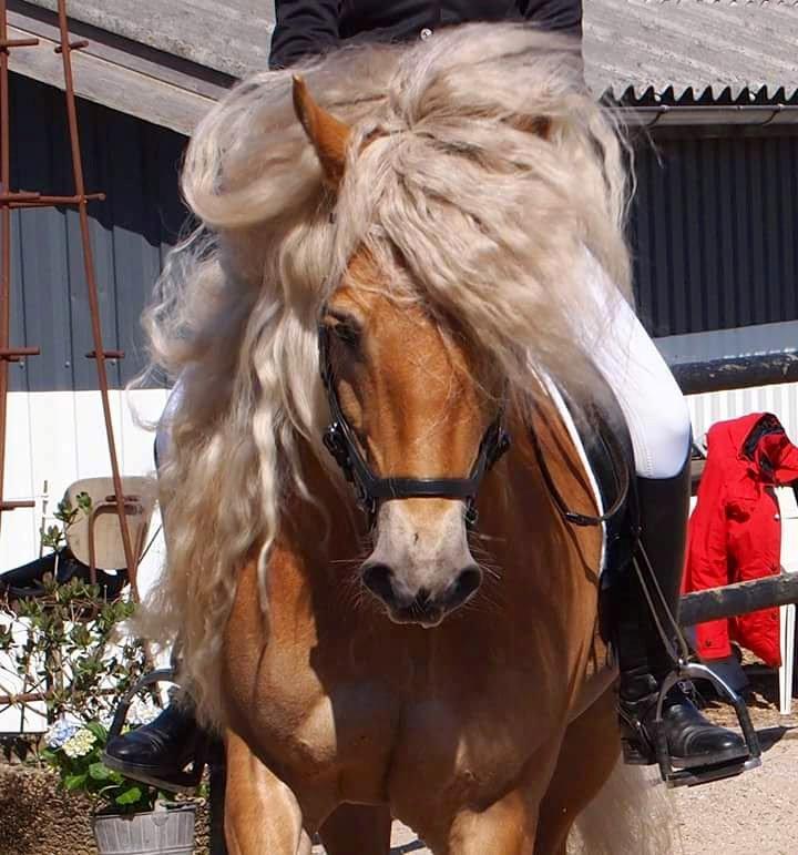 Haflinger Aurel II billede 1