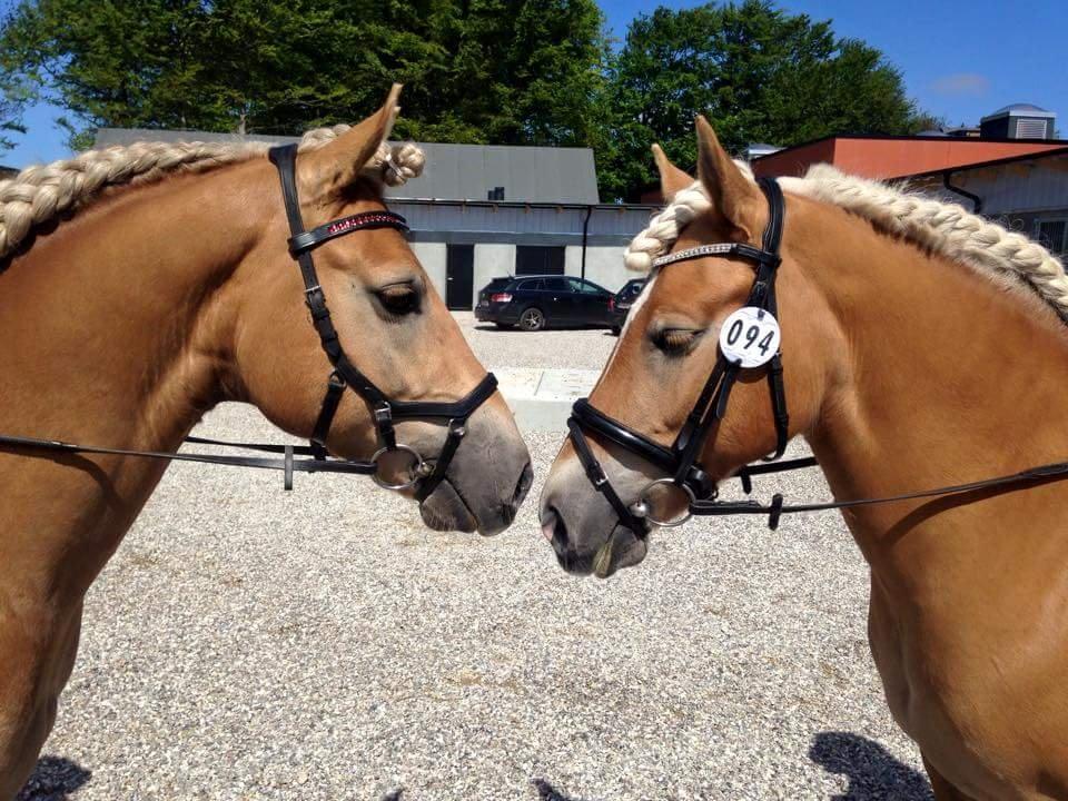 Haflinger Aurel II billede 14