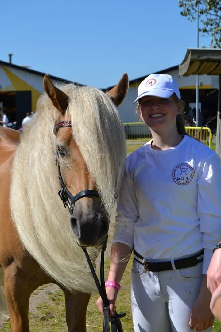 Haflinger Aurel II billede 7