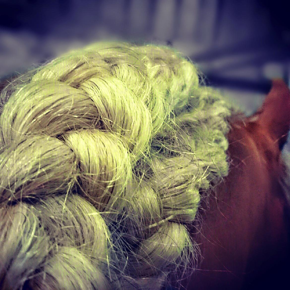 Haflinger Aurel II billede 15