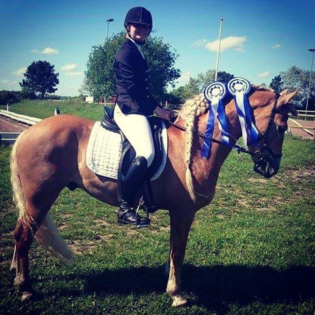 Haflinger Aurel II billede 4