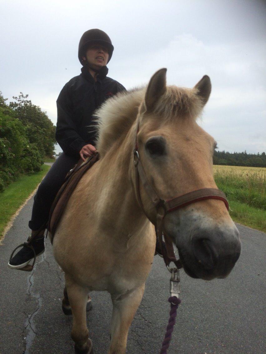 Fjordhest Knold billede 28