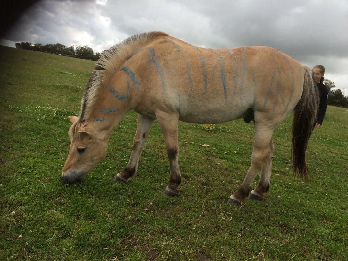 Fjordhest Knold billede 29