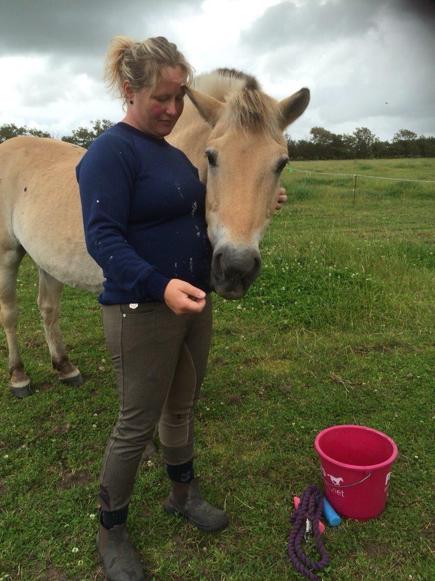 Fjordhest Knold billede 30