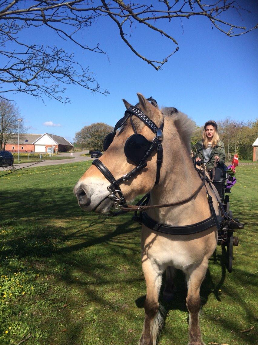 Fjordhest Knold billede 32