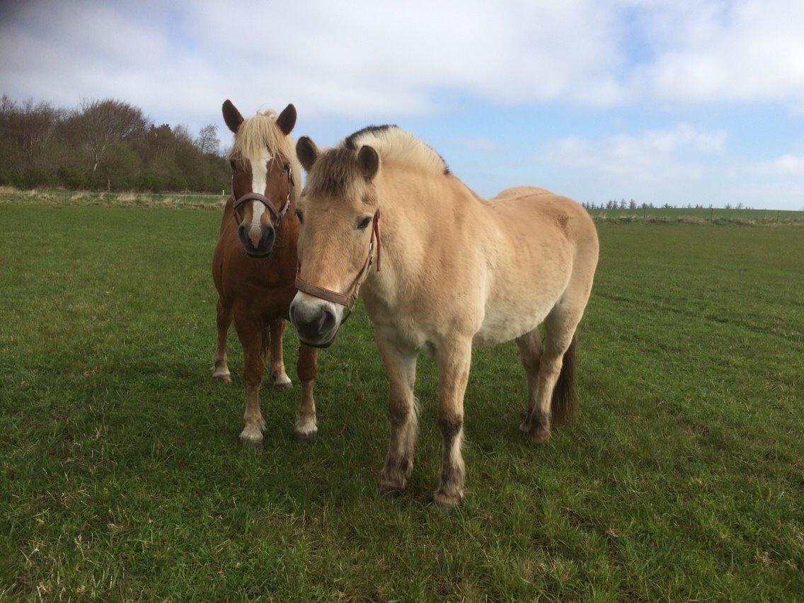 Fjordhest Knold billede 33