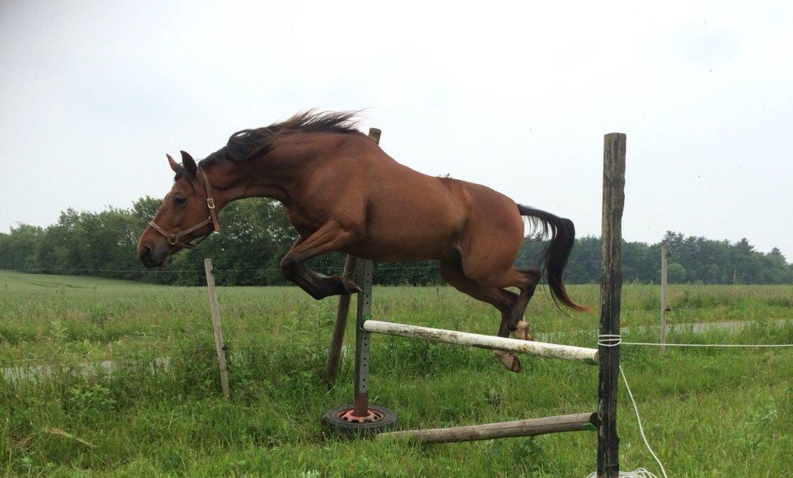 Traver Wondering billede 21