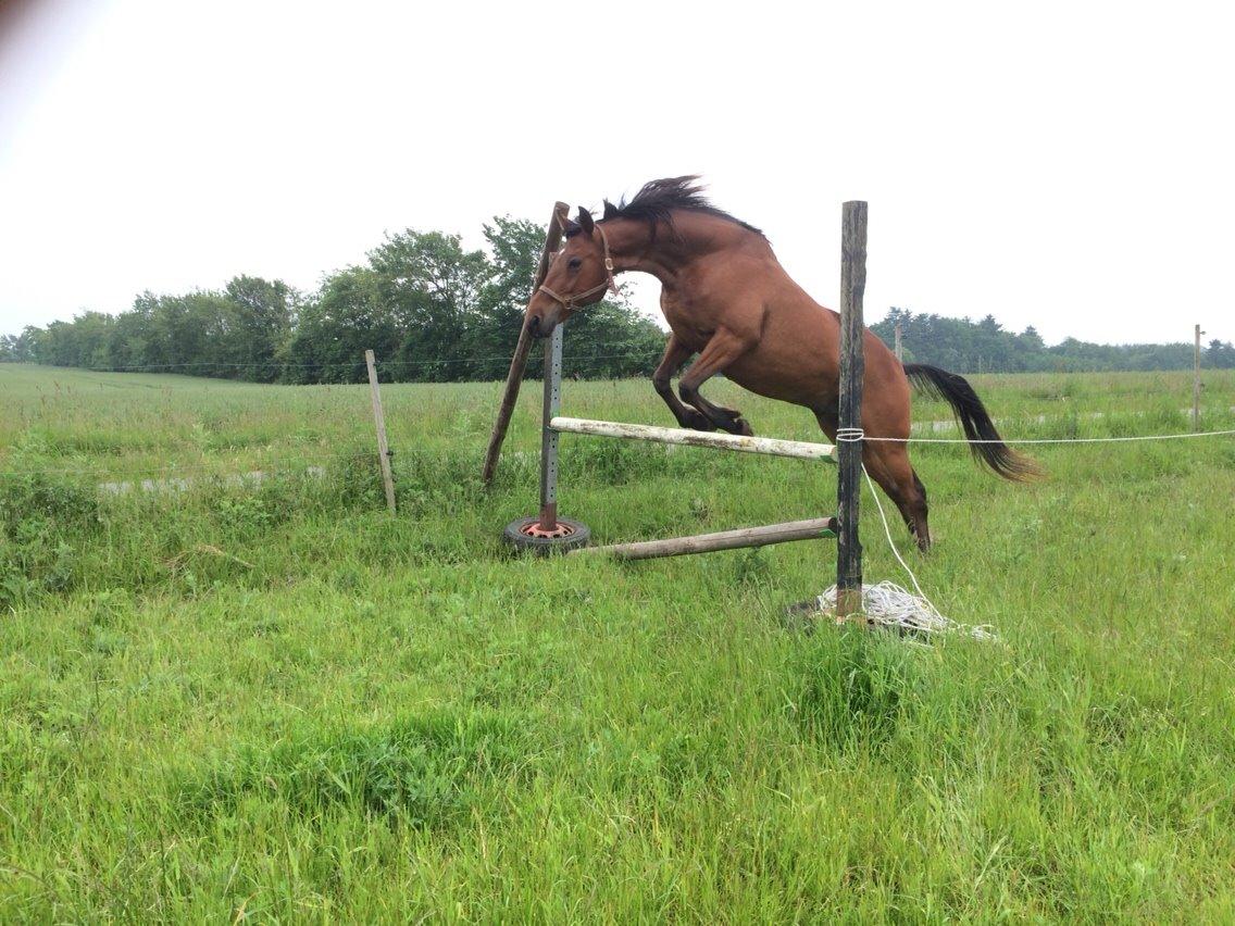 Traver Wondering billede 22