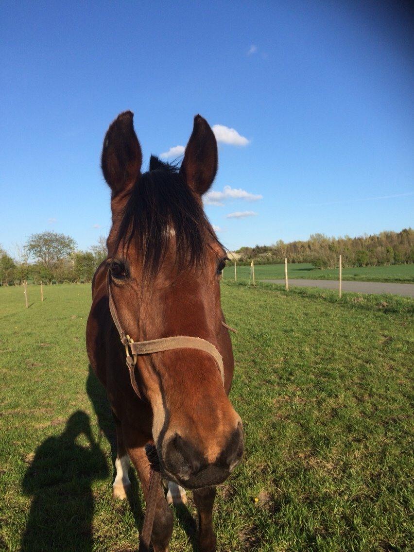 Traver Wondering billede 24