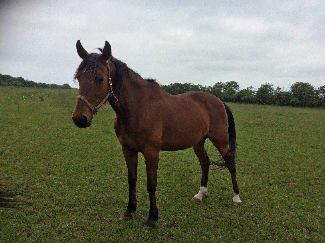 Traver Wondering billede 23