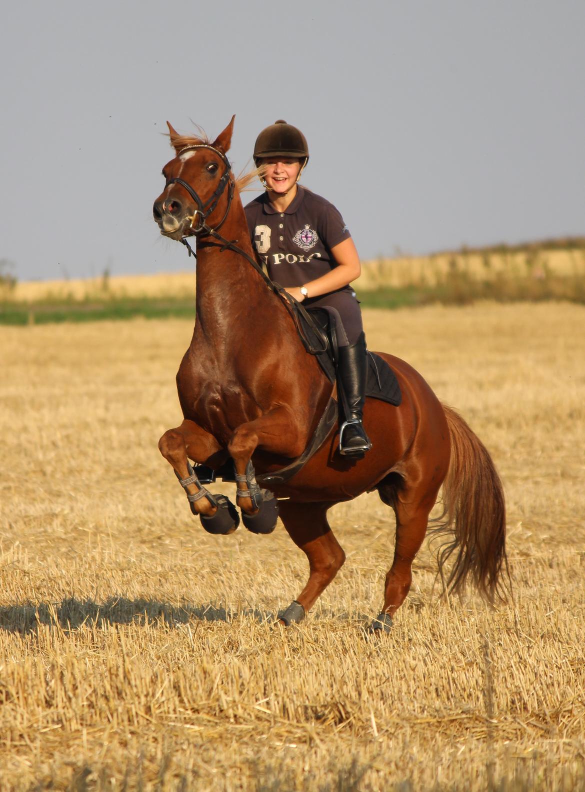 Appaloosa Sequoia van de lorkeershoeve <3 - 21/8-15 en hidsig rød dværgpony <3 foto sofie andersen billede 18
