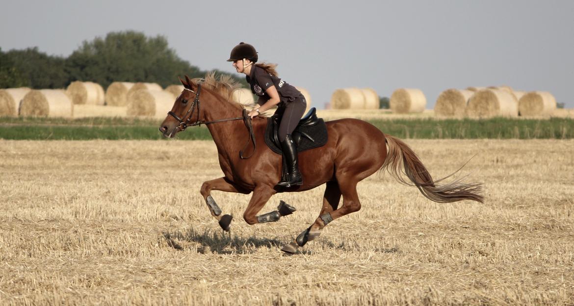 Appaloosa Sequoia van de lorkeershoeve <3 - 21/8-15 foto sofie andersen billede 21