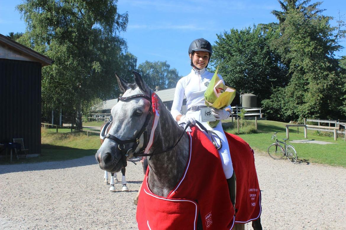 Welsh Partbred (Sec F) Solhøj's Phoenix - Vinder af Klubmesterskab i dressur 2015 billede 15