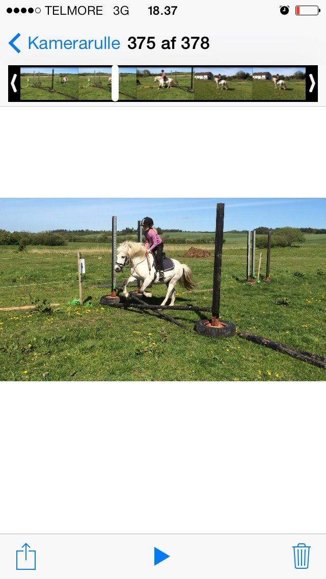 Welsh Mountain (sec A) Prins Valentin (Lille Gut) billede 25