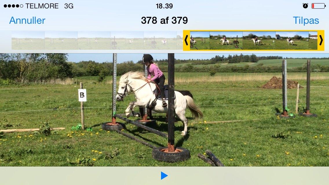 Welsh Mountain (sec A) Prins Valentin (Lille Gut) billede 26