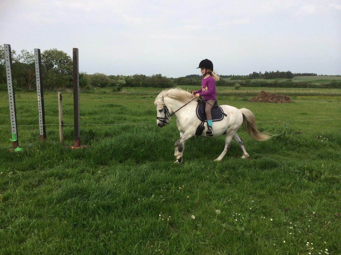 Welsh Mountain (sec A) Prins Valentin (Lille Gut) billede 28