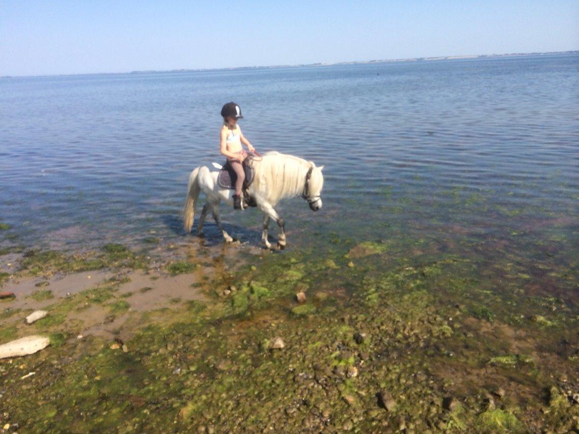 Welsh Mountain (sec A) Prins Valentin (Lille Gut) billede 27