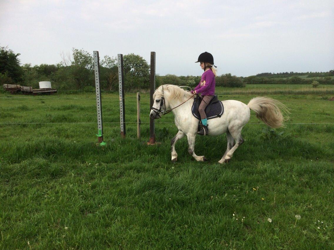 Welsh Mountain (sec A) Prins Valentin (Lille Gut) billede 29