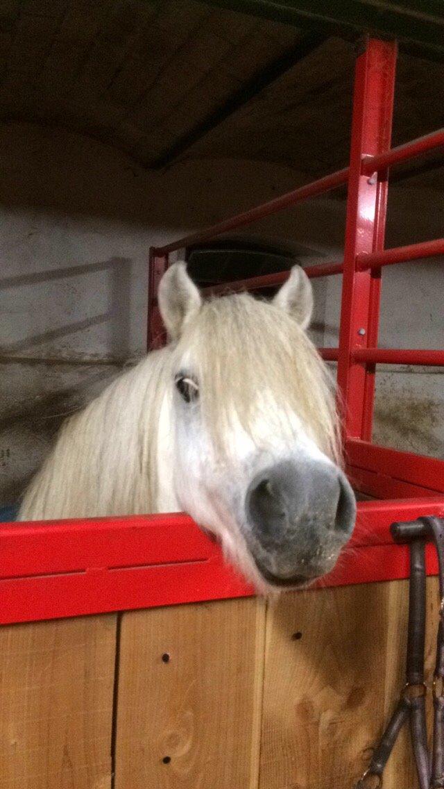 Welsh Mountain (sec A) Prins Valentin (Lille Gut) billede 30