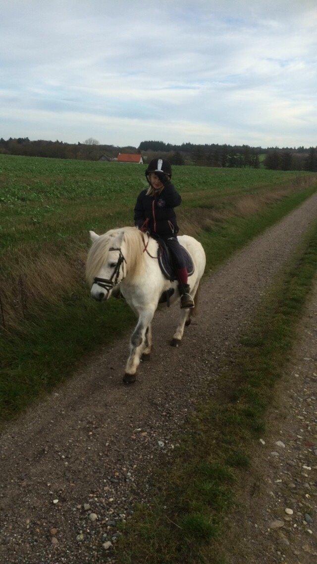 Welsh Mountain (sec A) Prins Valentin (Lille Gut) billede 31