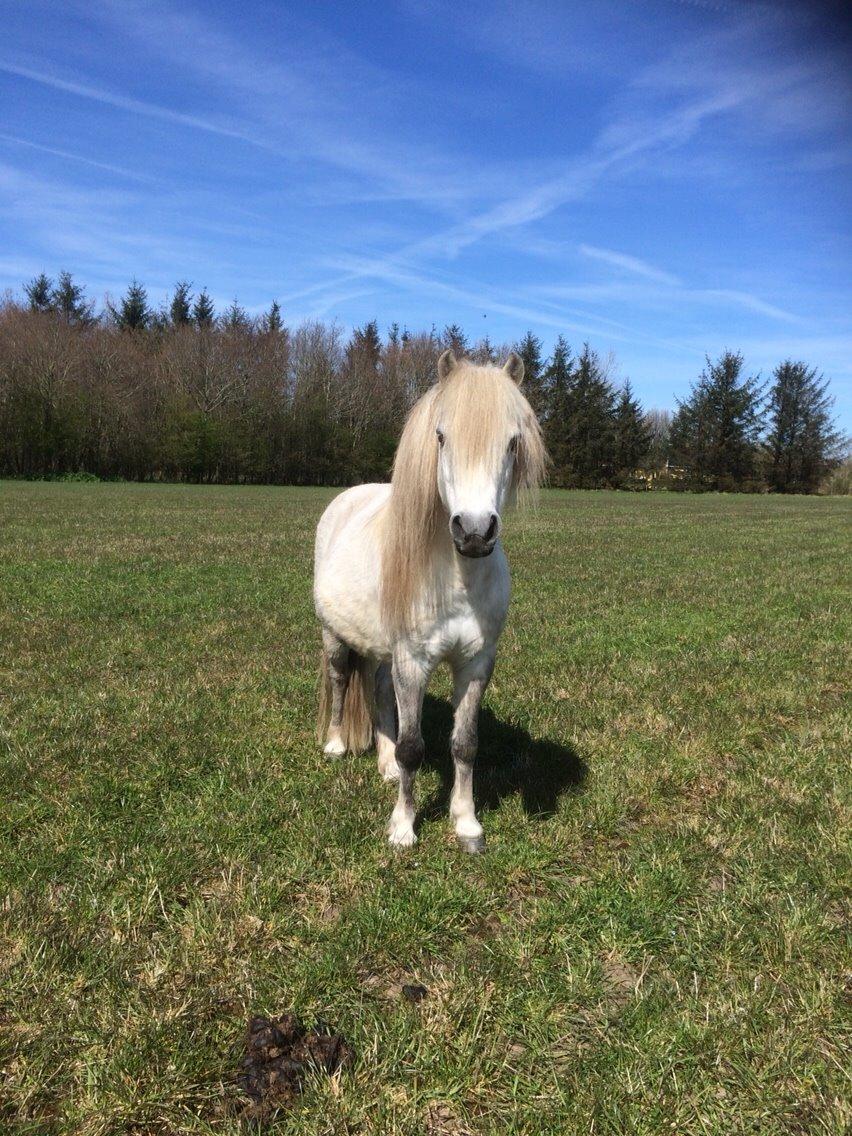 Welsh Mountain (sec A) Prins Valentin (Lille Gut) billede 32