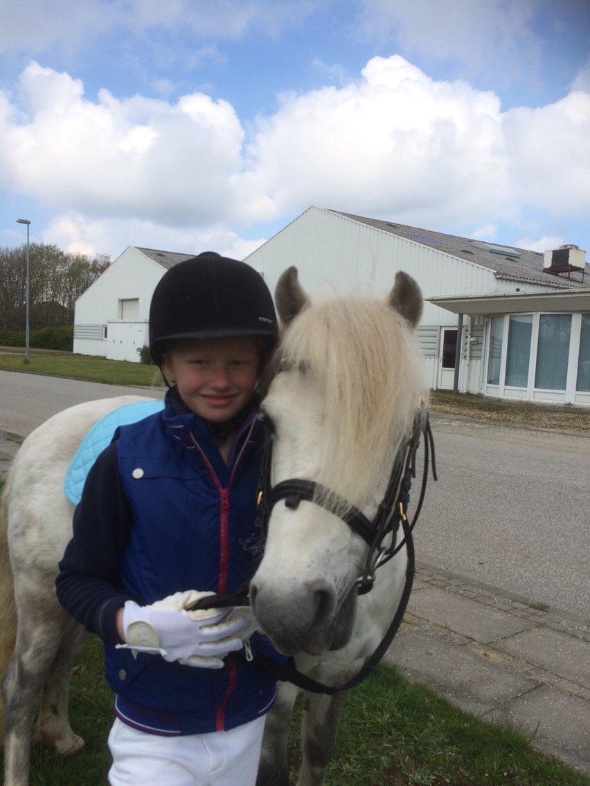 Welsh Mountain (sec A) Prins Valentin (Lille Gut) billede 33