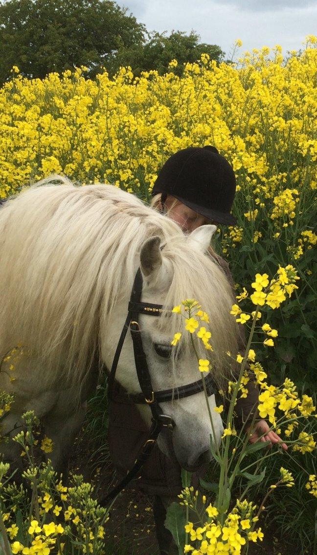 Welsh Mountain (sec A) Prins Valentin (Lille Gut) billede 34