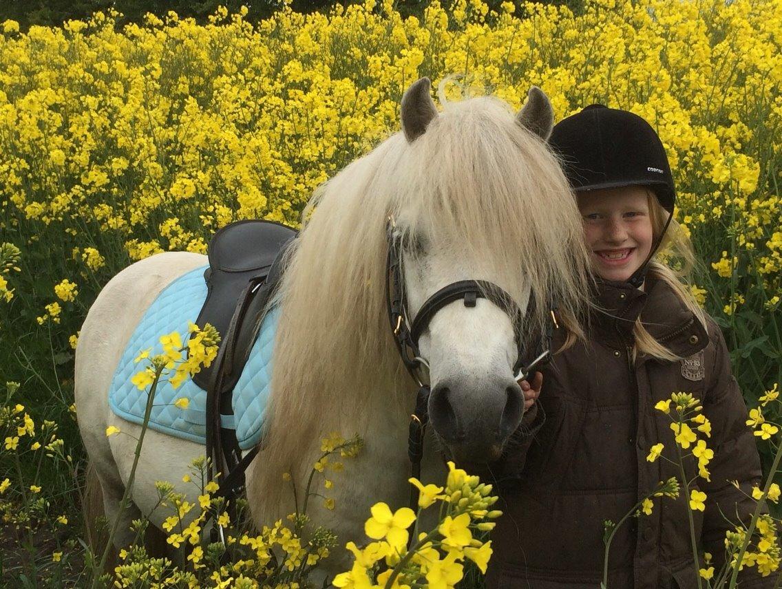 Welsh Mountain (sec A) Prins Valentin (Lille Gut) billede 35