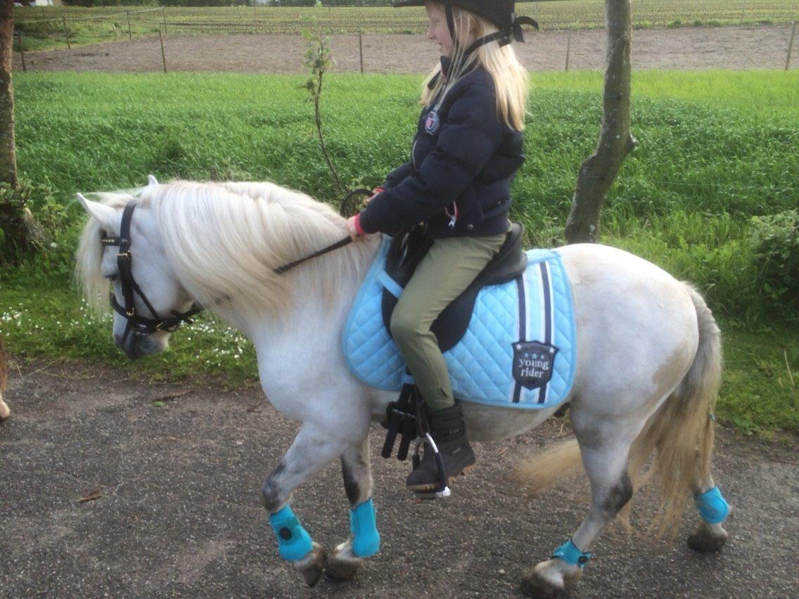 Welsh Mountain (sec A) Prins Valentin (Lille Gut) billede 36