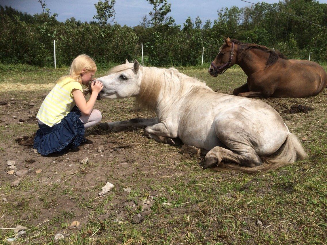 Welsh Mountain (sec A) Prins Valentin (Lille Gut) billede 38