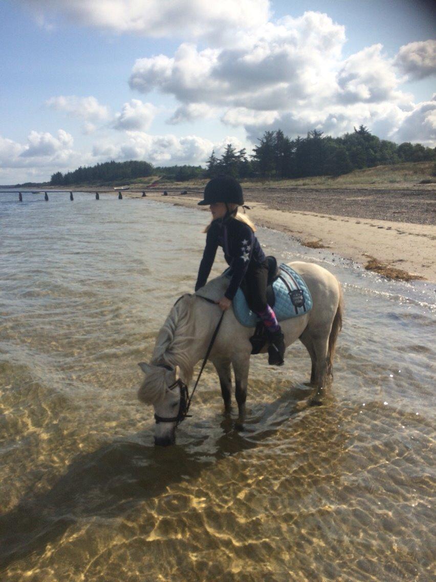 Welsh Mountain (sec A) Prins Valentin (Lille Gut) billede 39