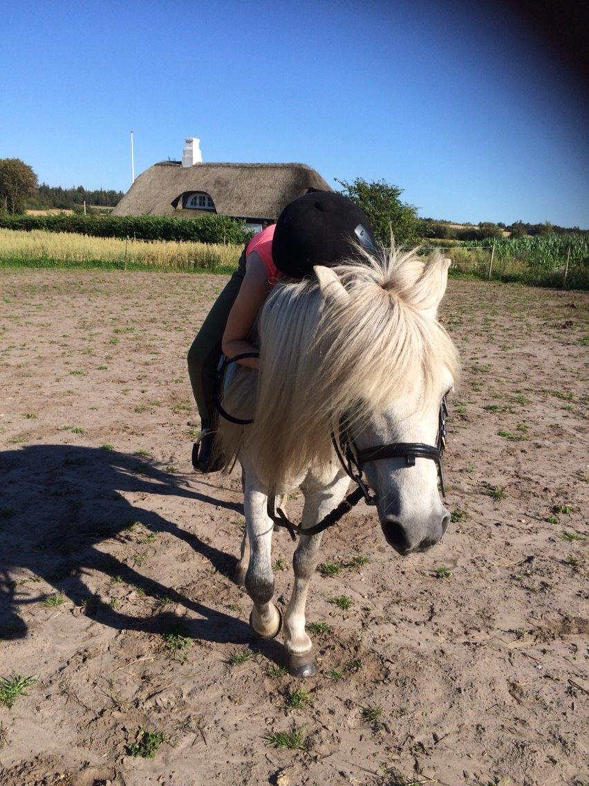 Welsh Mountain (sec A) Prins Valentin (Lille Gut) billede 40