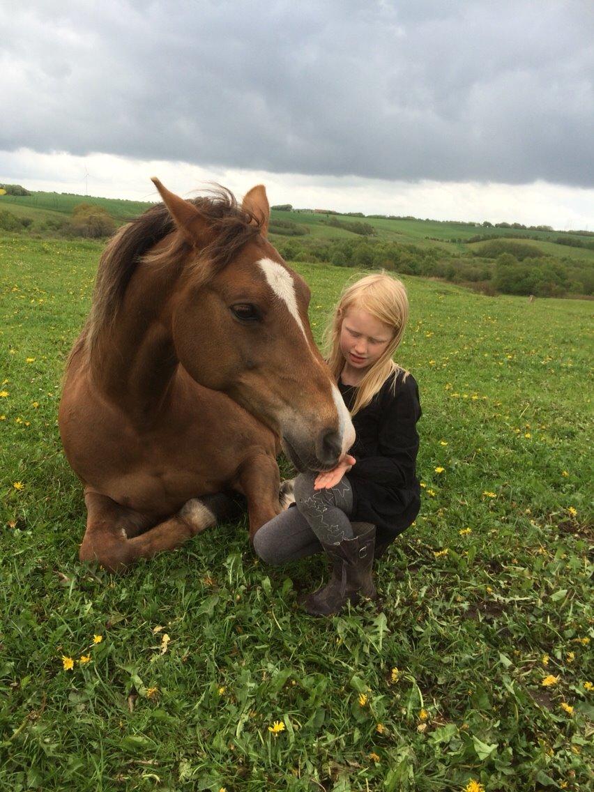Anden særlig race Kiaya billede 18