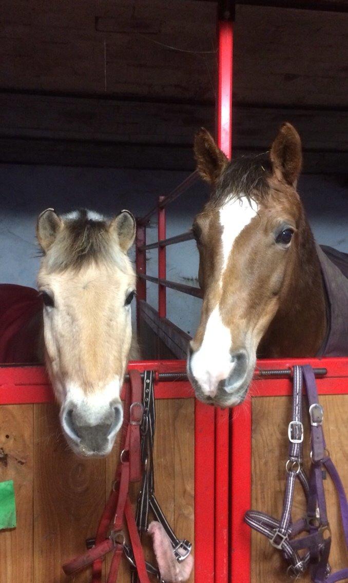 Anden særlig race Kiaya billede 22