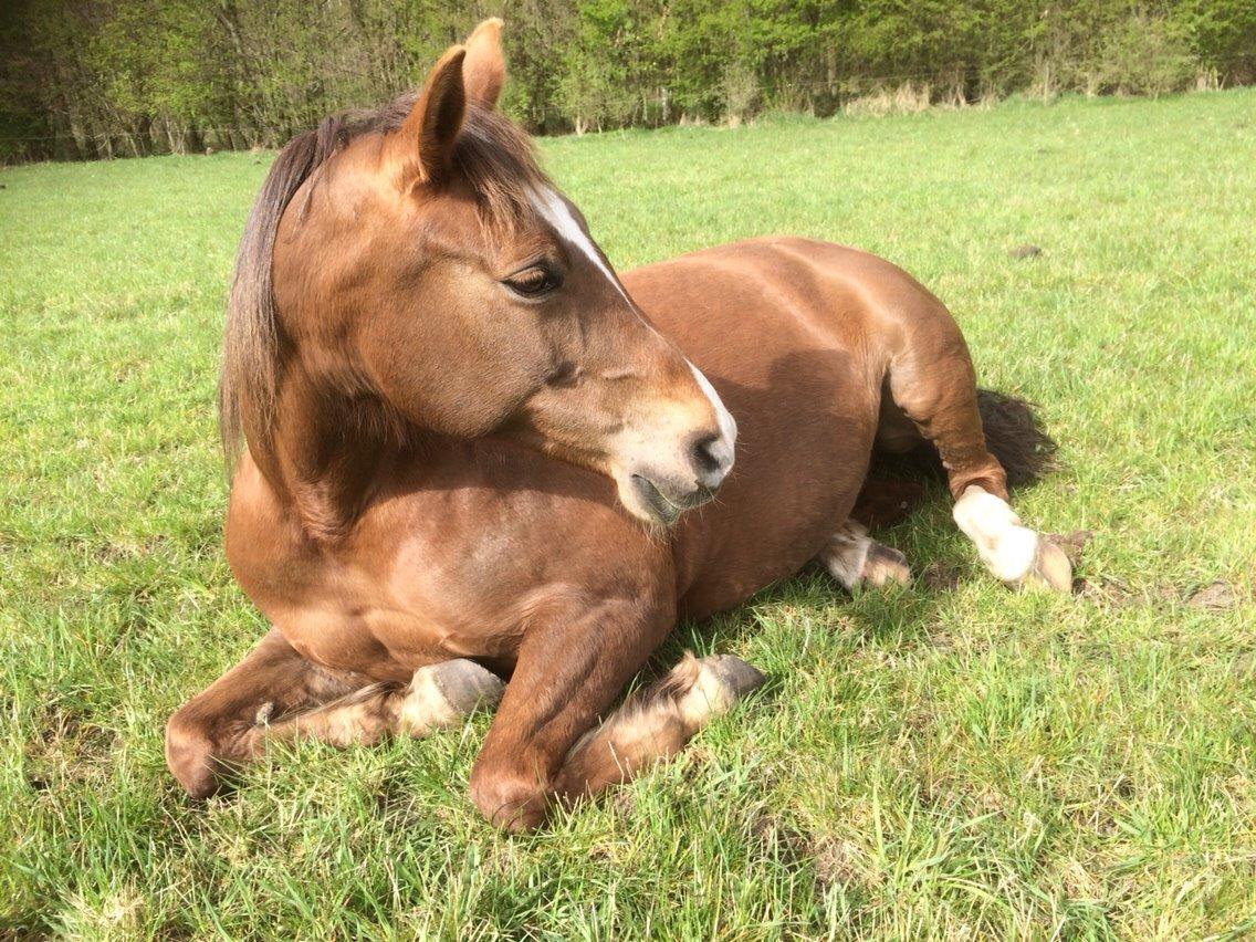 Anden særlig race Kiaya billede 23