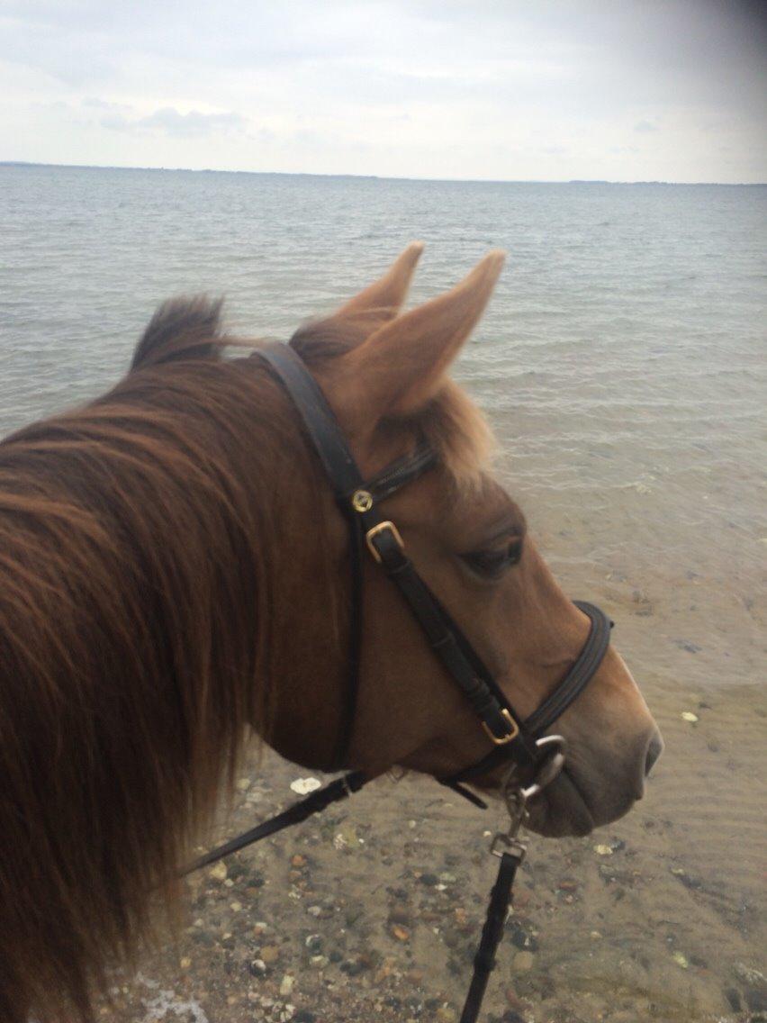 Anden særlig race Kiaya billede 26