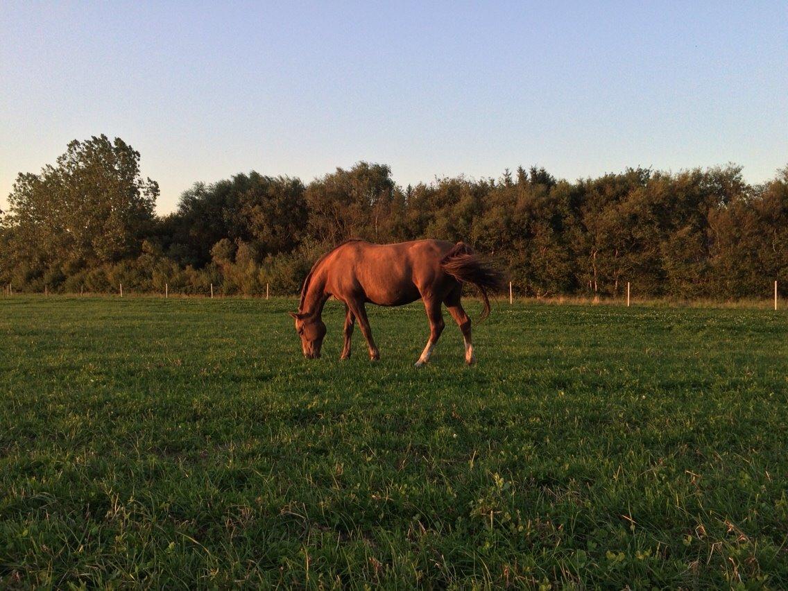 Anden særlig race Kiaya billede 27