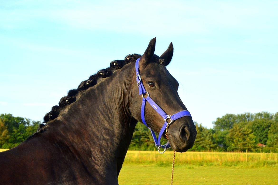 Frieser Antsje Van De Martini billede 6