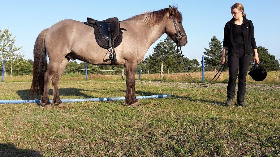 Islænder Móses Fra Sjónarhóli billede 10