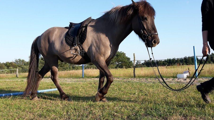 Islænder Móses Fra Sjónarhóli billede 11