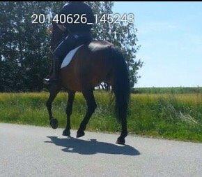 Standardbred Hej Kaj billede 7
