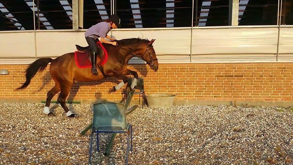 Standardbred Hej Kaj billede 8