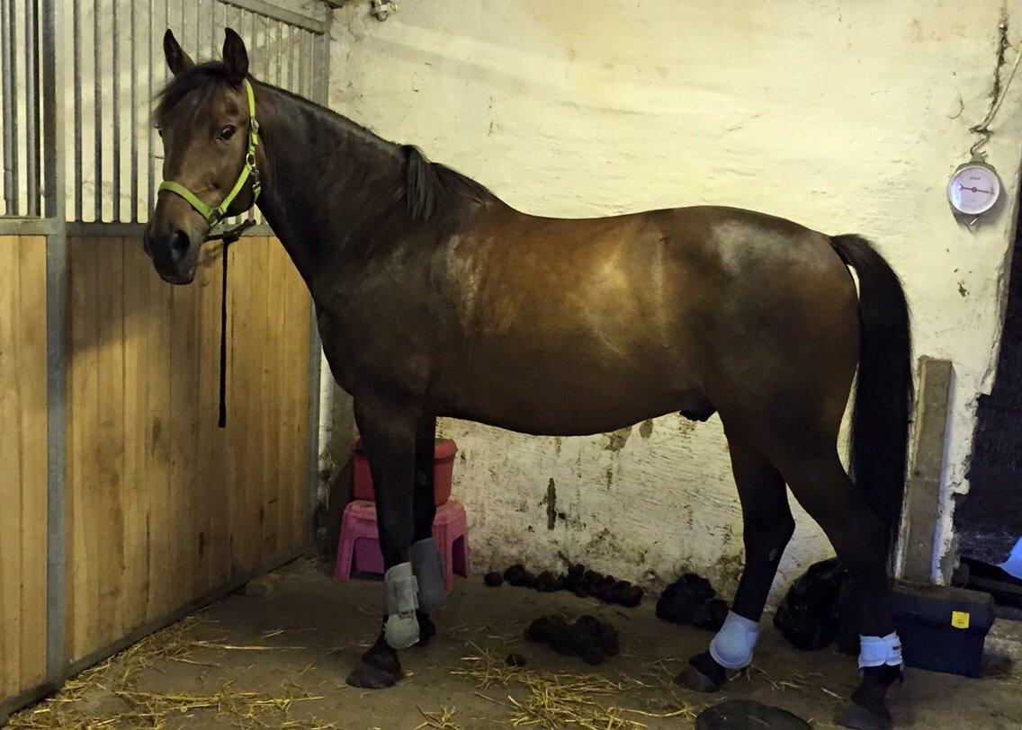 Standardbred Hej Kaj billede 9