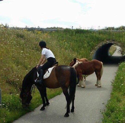 Standardbred Hej Kaj billede 10