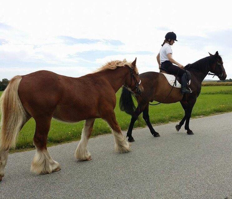 Standardbred Hej Kaj billede 11