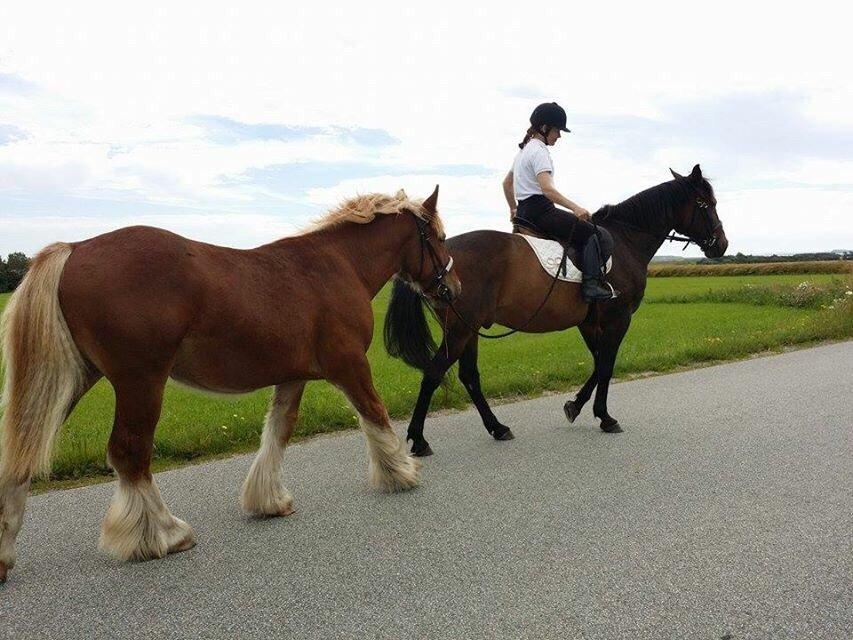 Standardbred Hej Kaj billede 12