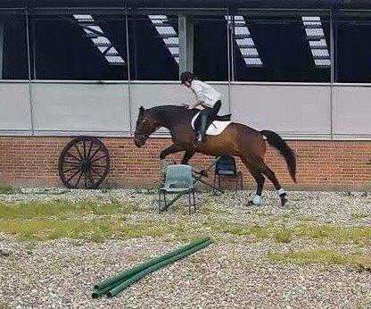 Standardbred Hej Kaj billede 13